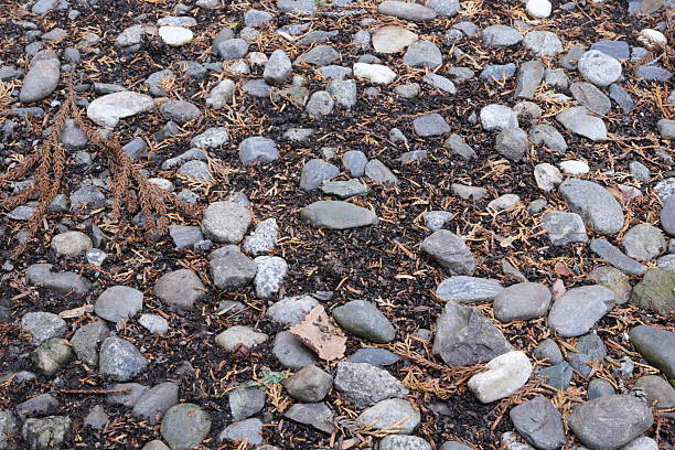 A rocky area with some dead leaves and twigs. The ground is covered in rocks and dirt