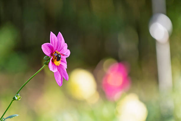 A close-up shot of a large bee gathering nectar from a vibrant pink dahlia in full bloom, featuring a soft bokeh background with yellow and pink accents.