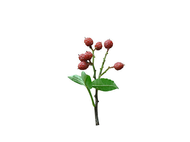 istock Zanthoxylum armatum or winged prickly ash stem with fruits 2252837851