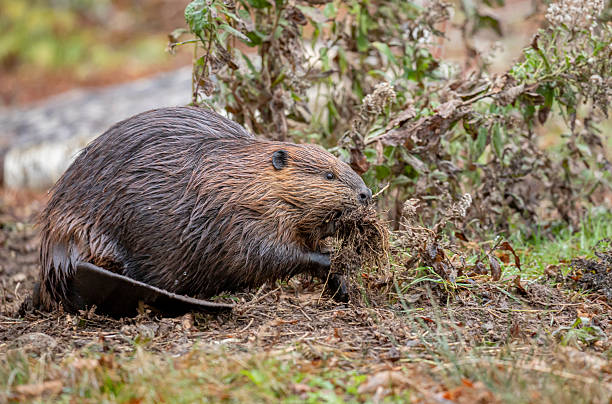 istock North American Beaver 2252839755
