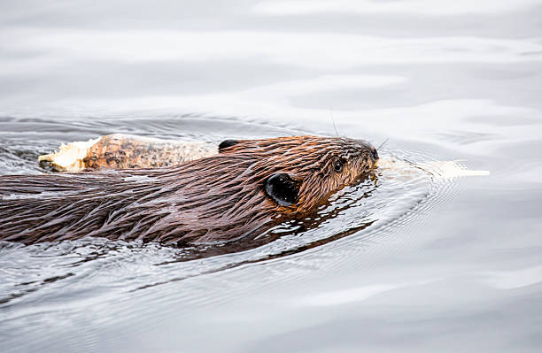 istock North American Beaver 2252839756