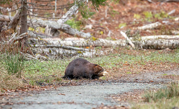 istock North American Beaver 2252839760