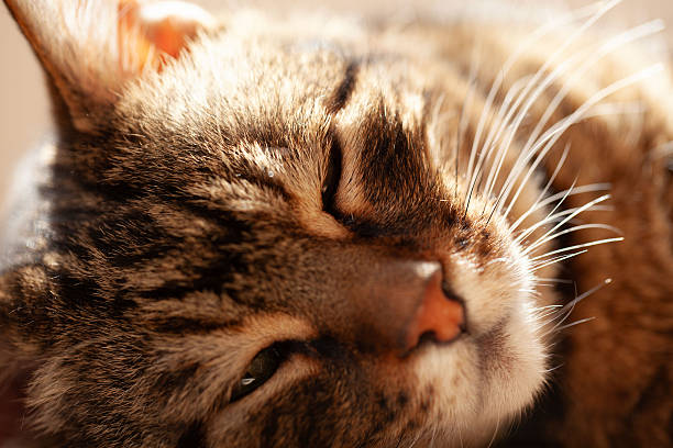 A very old and tired domestic cat lies stretched out on a patterned rug, resting peacefully with a worn body, closed eyes and a calm expression under warm natural light.