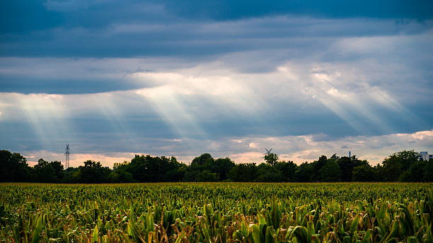 Landscape with sunbeams over a cornfield, trees, power lines, dark rain clouds