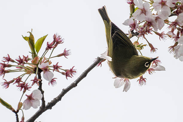 Japanese white eye bird perches on trees with fully bloom cherry blossoms flowers - stock photoBird \