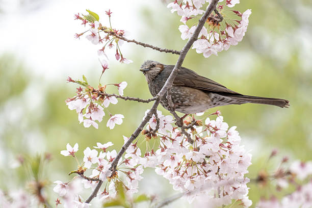 istock Japanese Brown-eared Bulbul bird perches on cherry tree 2252842900
