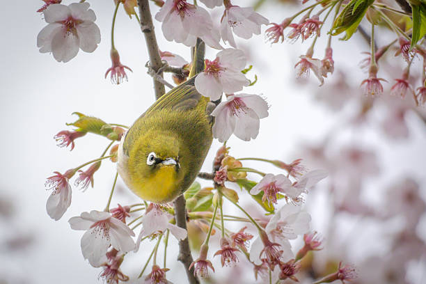 Japanese white eye bird perches on trees with fully bloom cherry blossoms flowers - stock photoBird \