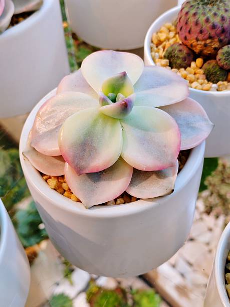 istock Graptopetalum Purple Delight Variegated-Succulent 2252845133