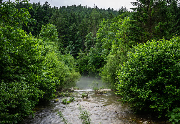 Misty river flowing through lush green forest in Austrian Alps scenic summer landscape
