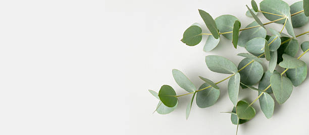 istock Green fresh eucalyptus branches on light gray background, top view copy space. Natural floral background for card or invitation. Plant is used for making essential oils, medicine 2252847395