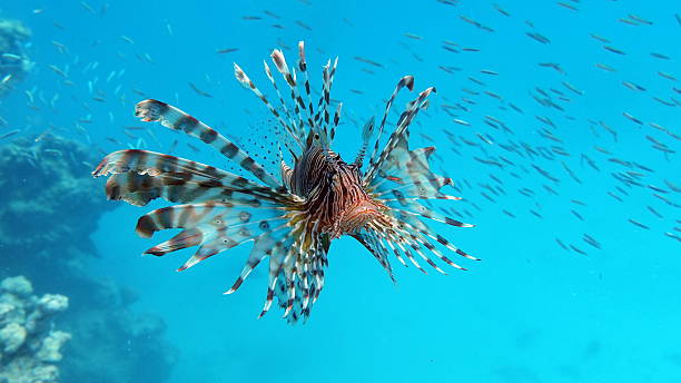 istock Lion Fish in the Red Sea. 2252848180