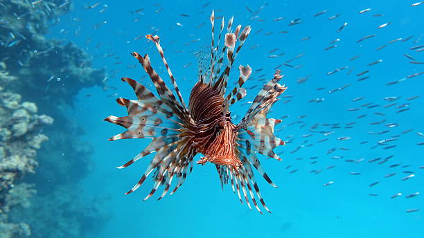 istock Lion Fish in the Red Sea. 2252848211