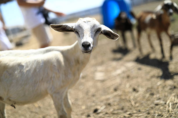 istock White goat staring directly at camera in farm enclosure 2252848236