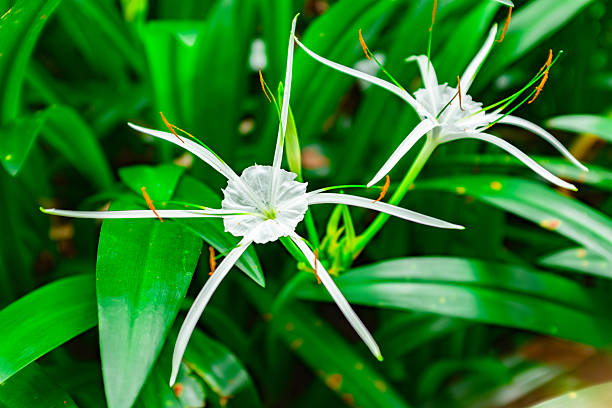 This close-up image captures the delicate beauty of two white spider lilies (likely of the genus *Hymenocallis*) in full bloom. The flowers feature a distinctive structure with a central membranous cup connecting the bases of long, thin petals that radiate outward like spider legs. Prominent stamens topped with orange-brown pollen extend from the center, providing a subtle color contrast to the pristine white blossoms. The background is filled with lush, vibrant green strap-like leaves, emphasizing the fresh and tropical nature of the plant.
