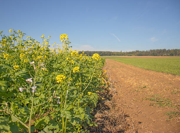 istock yellow rapeseed field bordered by a dirt track, extending toward a distant forest under a clear blue sky 2252848485