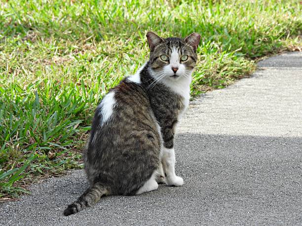 Feral Cat (Felis catus) - also known as a Community Cat.