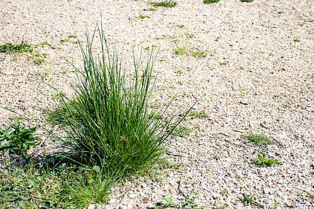 This intriguing image showcases a vibrant green tuft of grass growing resiliently on a gravel surface. The contrast between the lush greenery and the rough, textured gravel highlights the tenacity of nature, demonstrating how life can thrive in unexpected places. This scene evokes themes of resilience and adaptability, reminding viewers of the beauty found in simplicity and the persistence of nature. The grass, with its fresh color, serves as a symbol of hope and renewal amid an otherwise stark environment. This photograph is ideal for nature-themed, environmental, or inspirational projects, inviting viewers to appreciate the small yet powerful moments in nature. It makes an excellent choice for anyone looking to convey messages of strength and perseverance in their work.