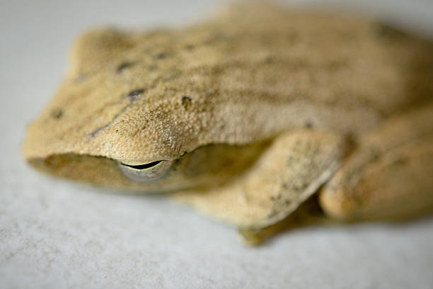 This image shows a small green tree frog resting against a vertical surface, possibly the corner of a painted wooden beam or post. The frog's vibrant green color contrasts with the pale, weathered surface. Its body is compact, with smooth skin, and it has prominent golden-brown eyes with horizontal pupils. The frog appears tucked snugly into the corner, emphasizing its ability to blend into its environment.