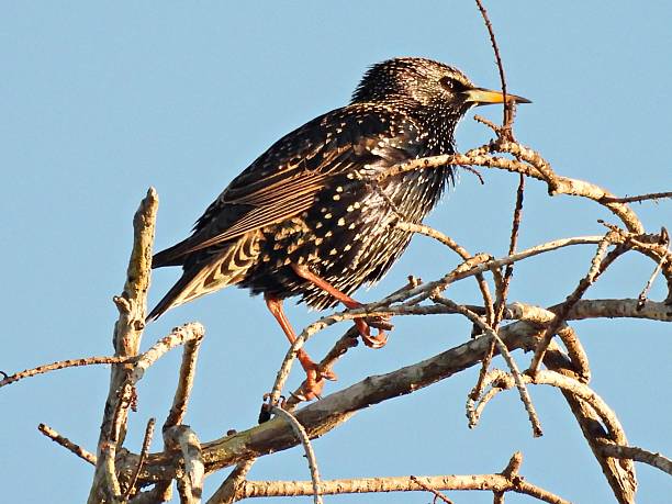 istock Common Starling (Sturnus vulgaris) - also known as the European Starling 2252851881
