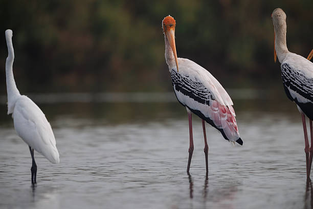 istock A group of Painted Storks Resting on Riverbank in Thailand. 2252853191