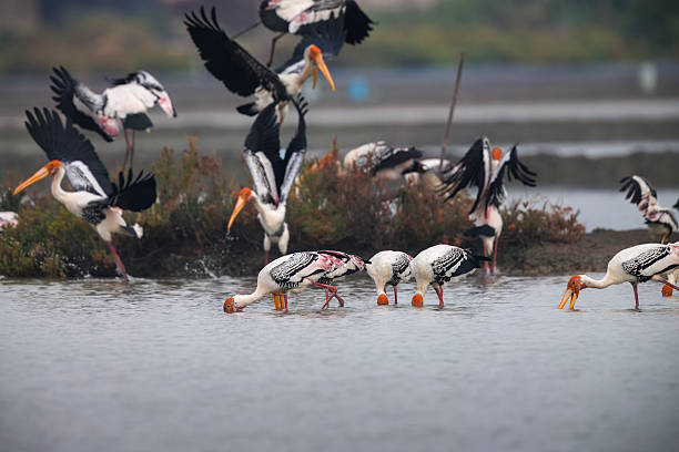 istock Painted Storks feeding and Taking Flight in Shallow Wetland in Thailand. 2252853338