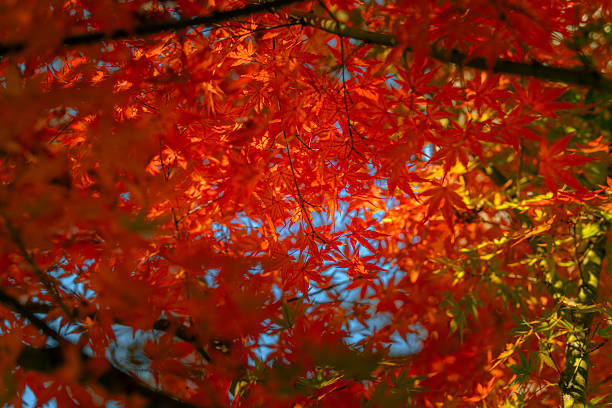 Maple tree in autumn.