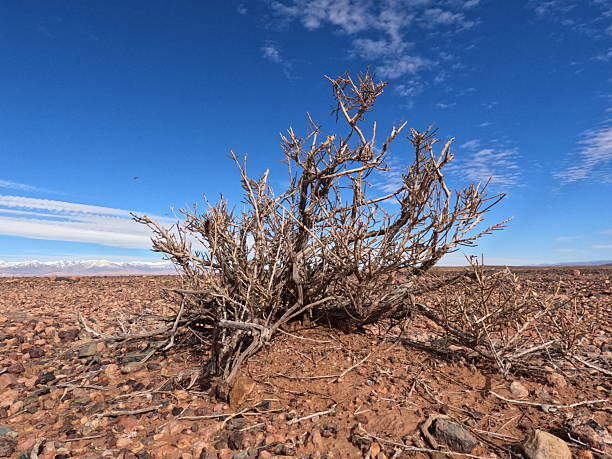 A close-up shot of a desert plant