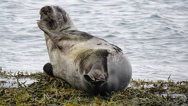 istock Shy harbor seal posing on seaweed coast, Iceland. 2252855139