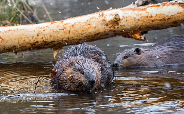 istock North American Beavers 2252855232