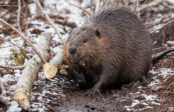 istock North American Beaver 2252855240