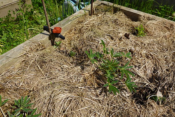 istock Gardener mulching vegetable garden bed with dry straw for weed control 2252857414