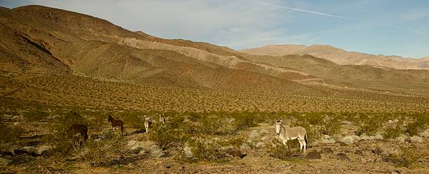 istock Wild burrows roaming in the desert 2252858957