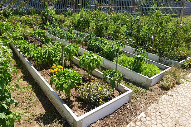 istock Raised garden beds growing vegetables and flowers in backyard 2252860426