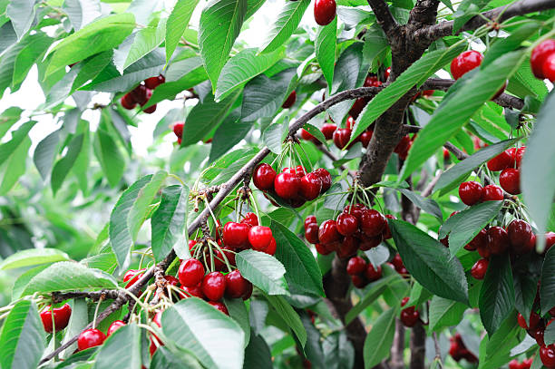 istock Close up fresh red cherries on the tree branch 2252860649