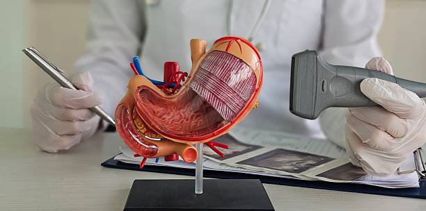 istock Doctor using ultrasound to examine stomach model 2252861589