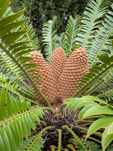 Pine cones and pine nuts in grains and the closed fruit as well