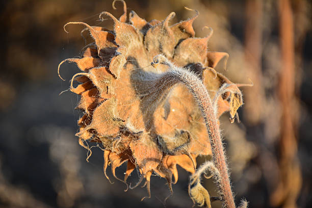 Textured surface of a back side of a sunflower. Natural cycle of growth and decay. For botanical illustrations, autumn themed designs, farm/country lifestyle content.