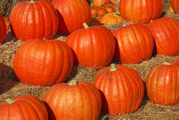 istock pumpkin harvest in autumn season 2252862877