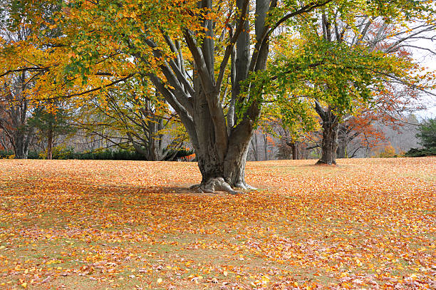 Fall leaves-Howard County Indiana