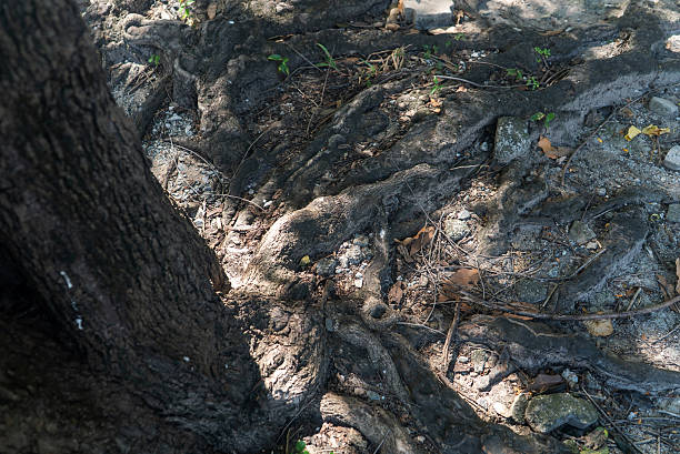 Tree roots. Natural growth detail. Wallpaper background. Strong concept. Texture background.