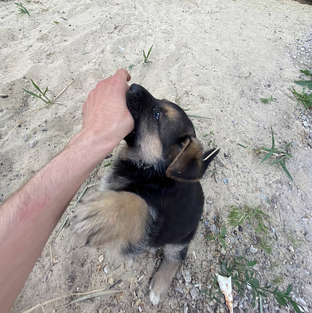 Puppy joyfully interacts with a hand, showcasing playful energy and curiosity in a sandy location.
