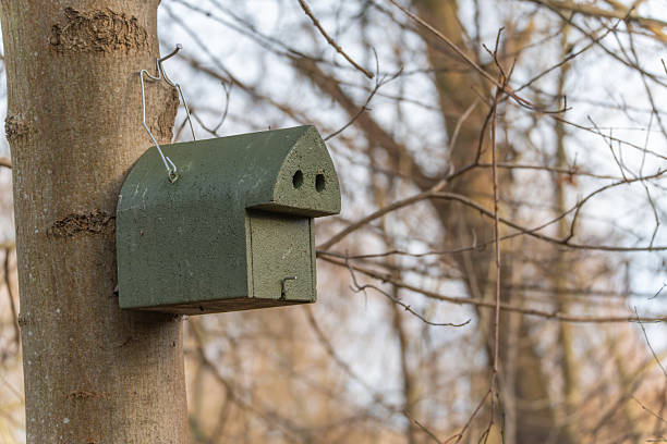 istock Green wooden birdhouse mounted on a tree trunk in a leafless forest. 2252863990
