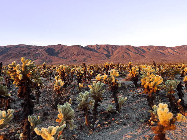 istock Cholla Cactus Garden at Joshua Tree National Park 2252864006