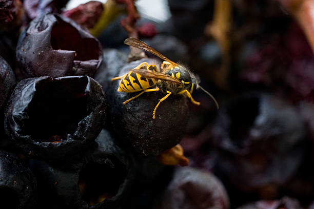 Common european wasp cutting a ball of meat fro a raw sausage\n\nVespula vulgaris