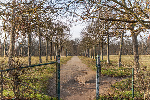Straight pathway lined with evenly spaced trees leading into the distance. Symmetry and perspective create a peaceful park landscape in early spring.