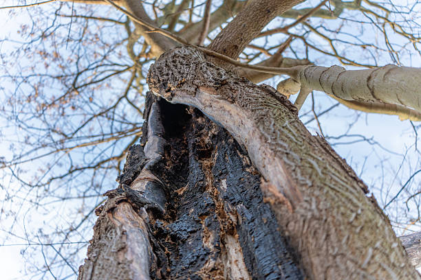 Upward view into a hollow, decaying tree trunk with exposed wood and bark.