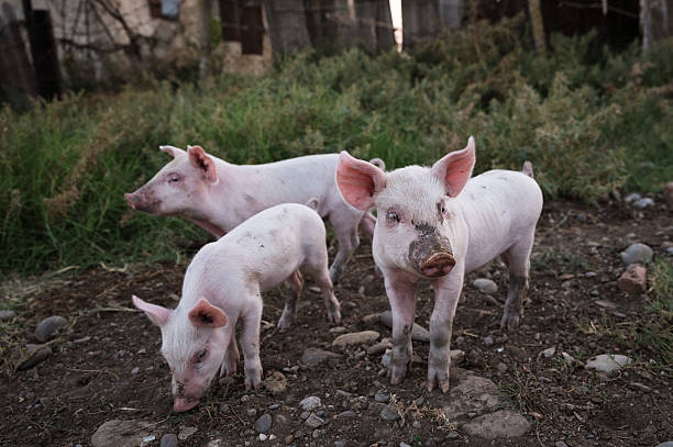 Group of orange and black piglets in muddy straw
