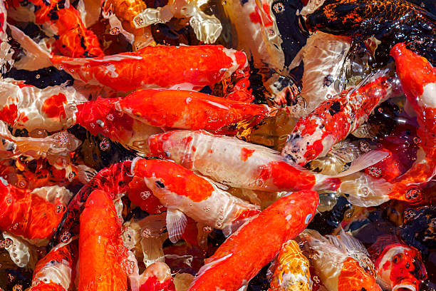 istock colorful koi fish feeding together in pond 2252866980