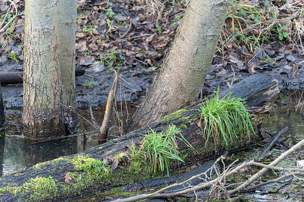istock A fallen tree trunk with moss and grass rests in shallow water near standing trees. 2252866987
