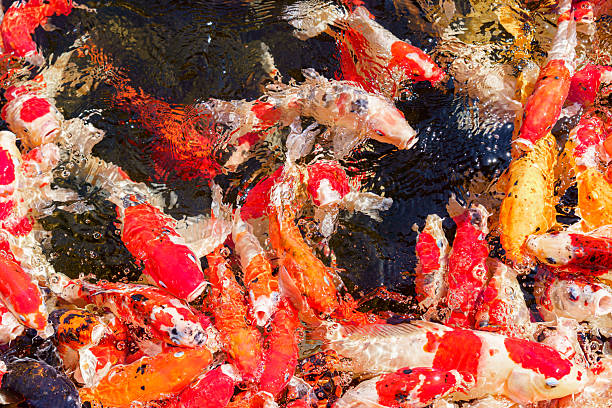 istock colorful koi fish feeding together in pond 2252867023